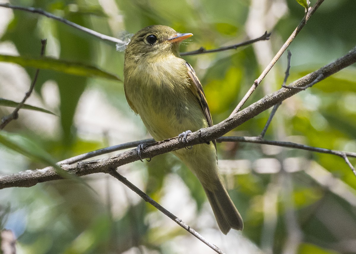 Yellow-bellied Flycatcher - ML174682481