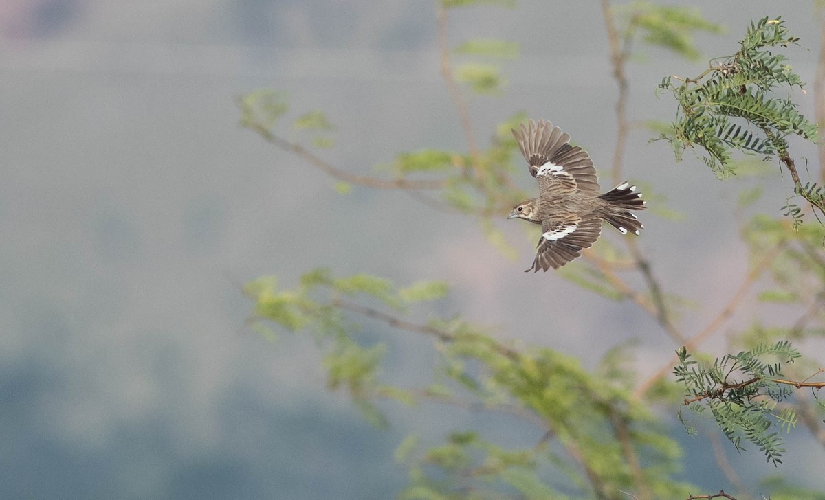 Lark Bunting - Doug Gochfeld