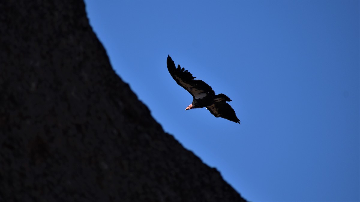 California Condor - ML174682991