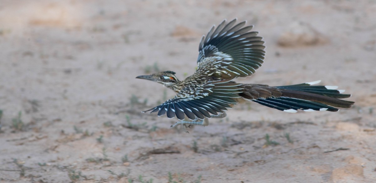 Greater Roadrunner - ML174683111