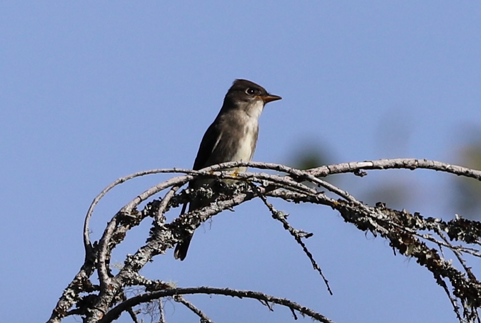 Olive-sided Flycatcher - ML174683181