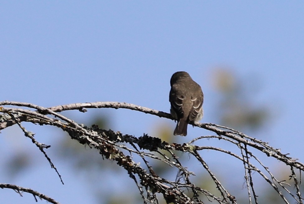 Olive-sided Flycatcher - ML174683311