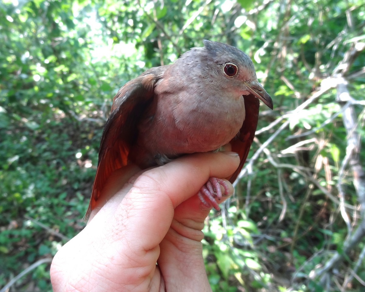 Ruddy Ground Dove - Tim Forrester