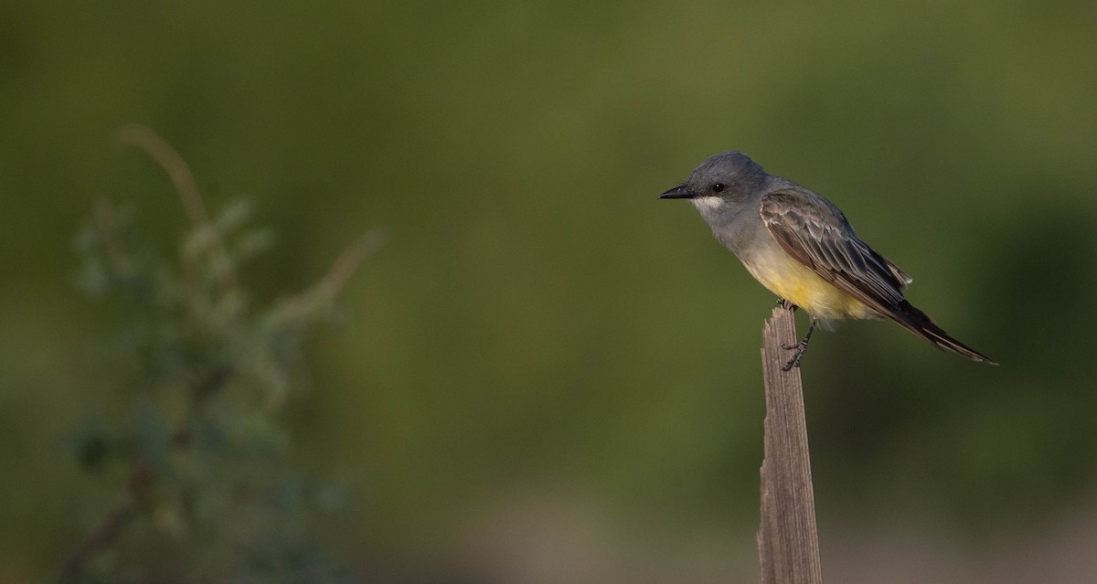 Cassin's Kingbird - Doug Gochfeld