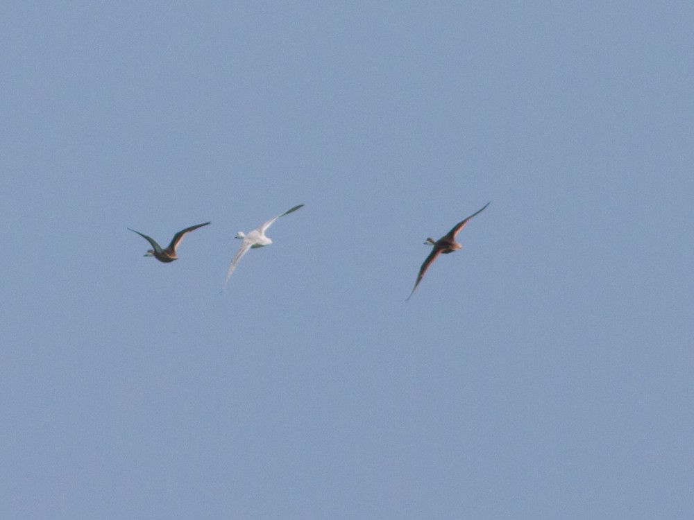 White-cheeked Pintail (White-cheeked) - ML174688481