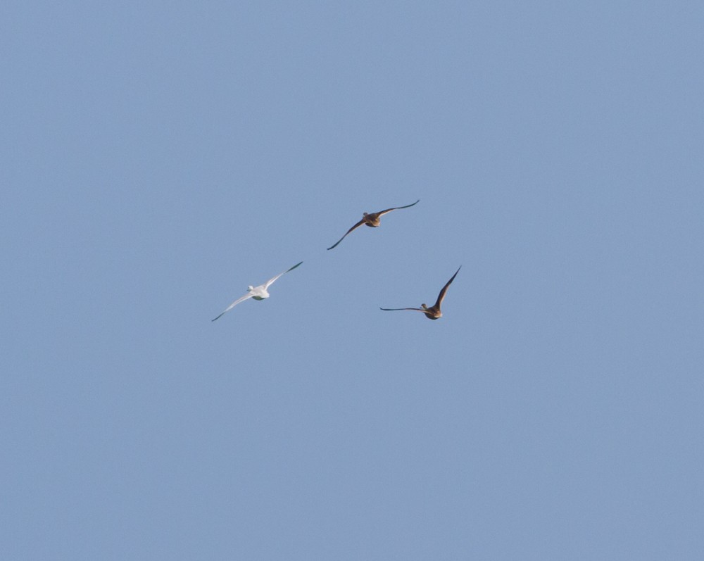 White-cheeked Pintail (White-cheeked) - ML174688501