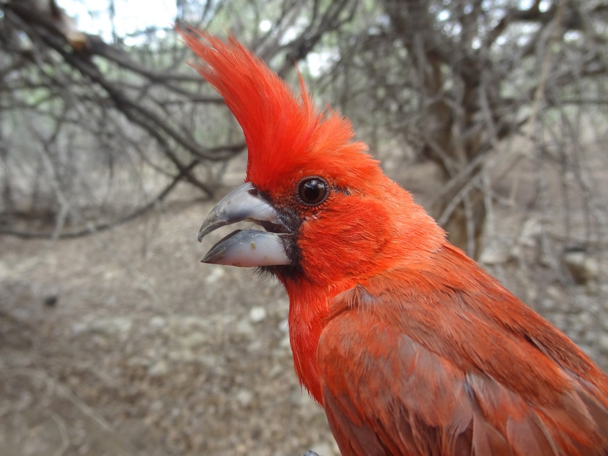 Vermilion Cardinal - ML174689361