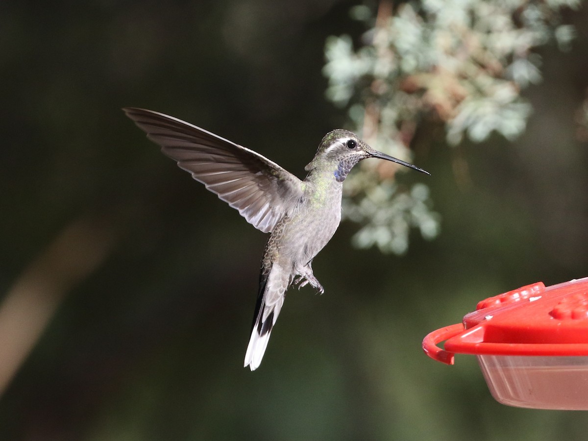 Blue-throated Mountain-gem - Steve Calver