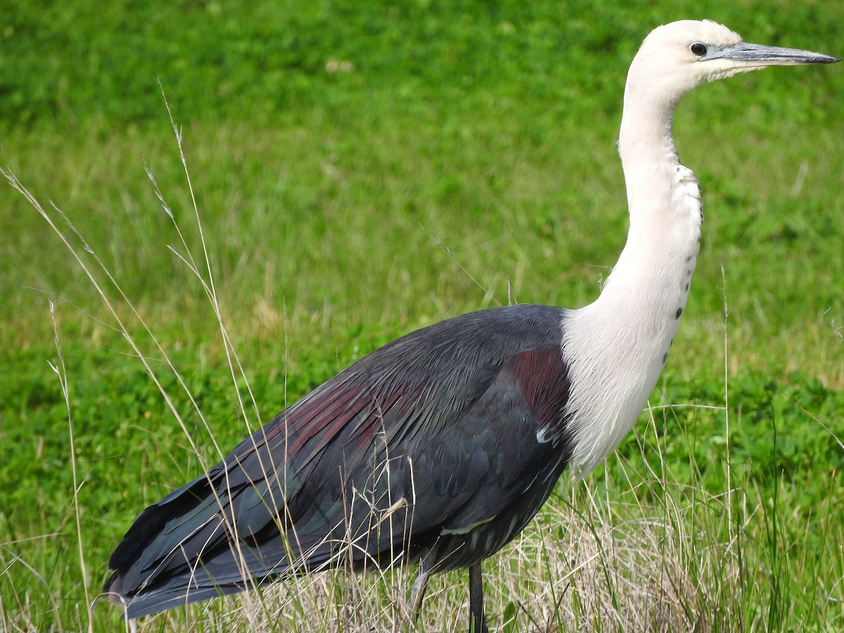 Pacific Heron - ML174690221