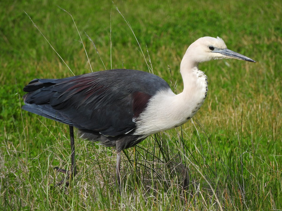 Pacific Heron - ML174690231