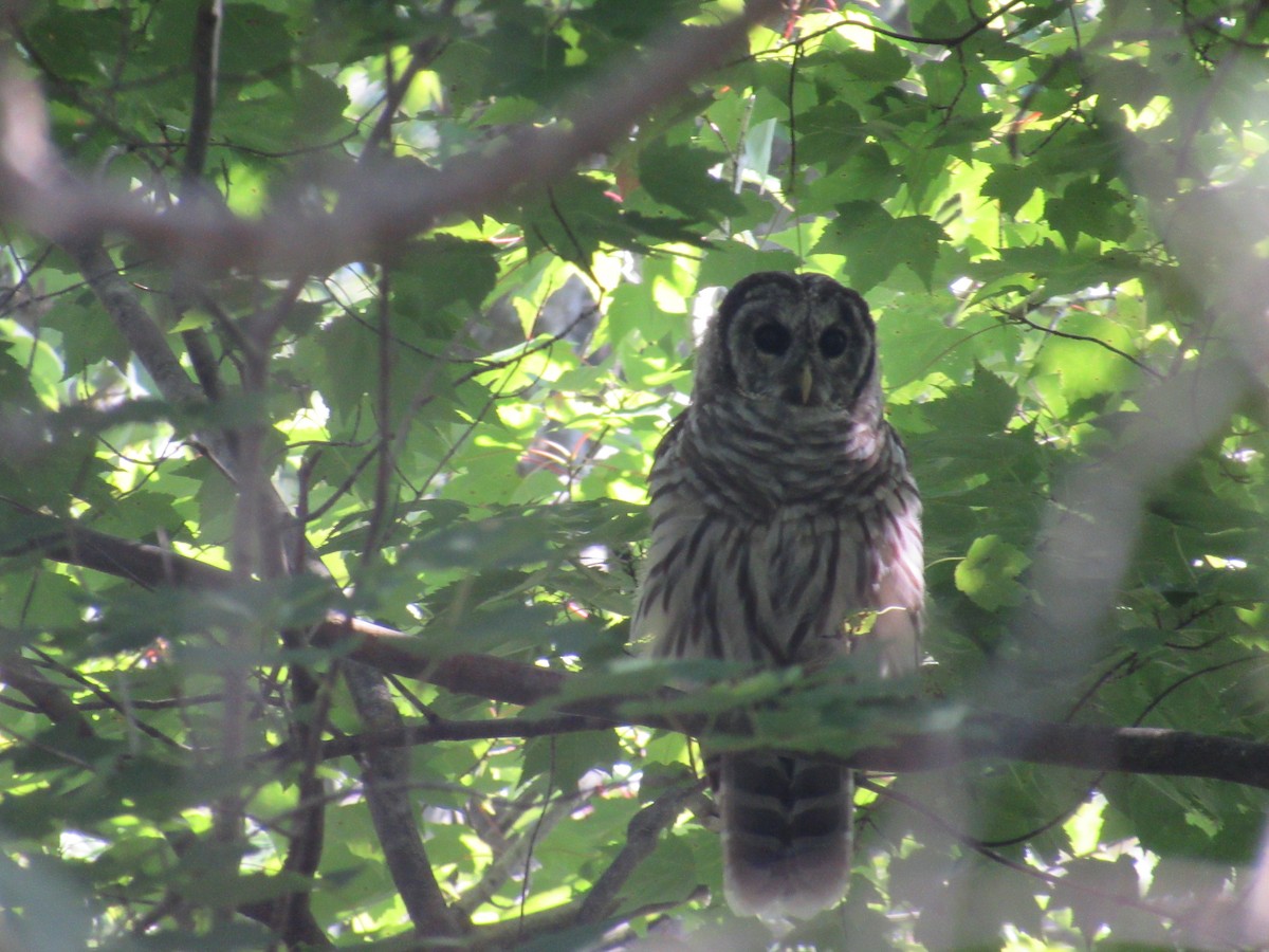 Barred Owl - ML174693811