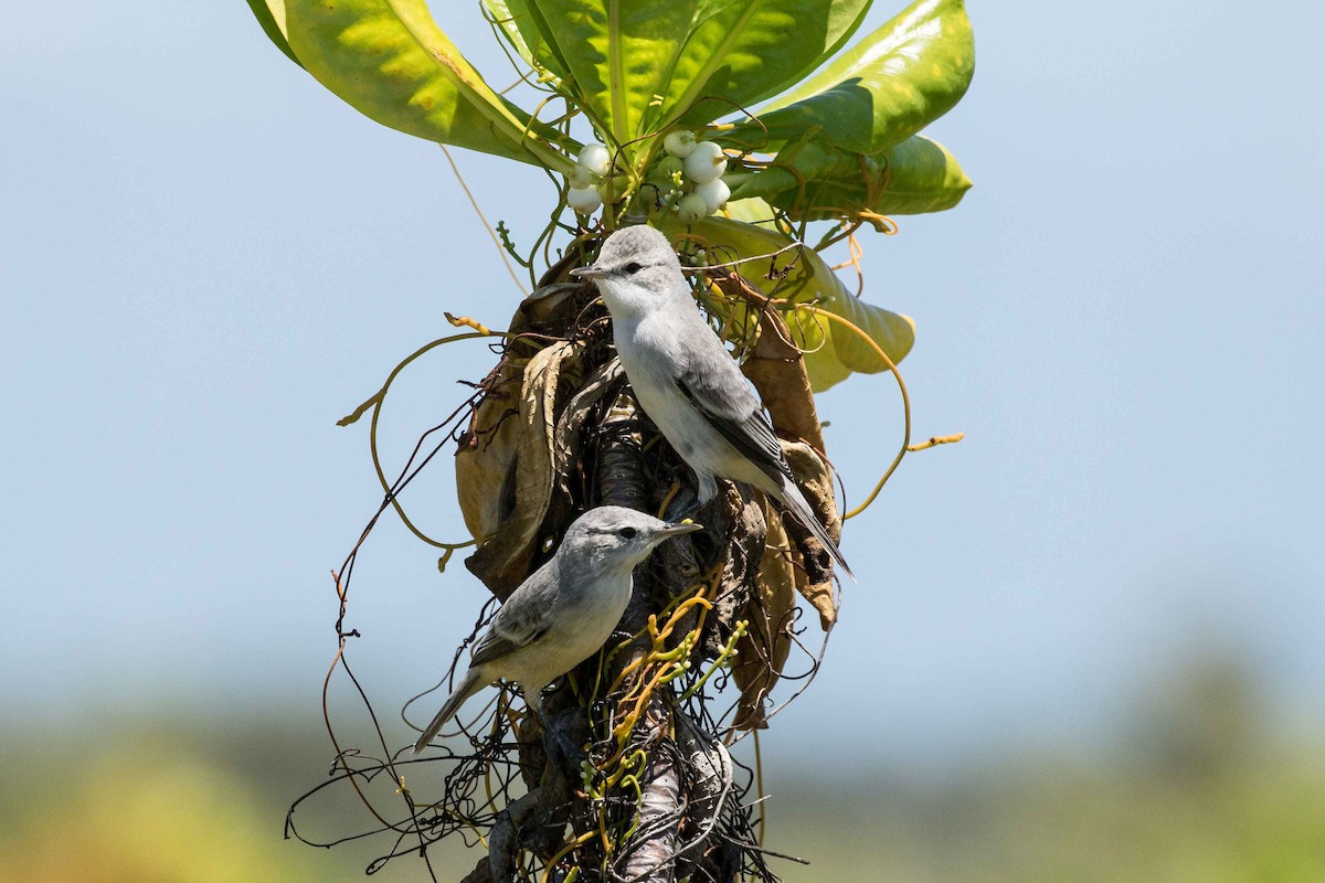 Kiritimati Reed Warbler - ML174695331