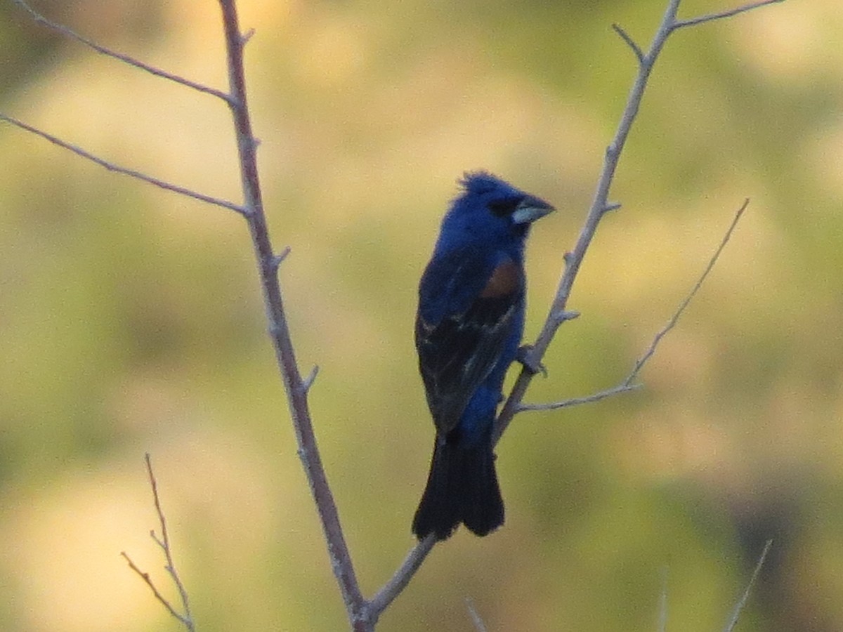 Blue Grosbeak - ML174695371