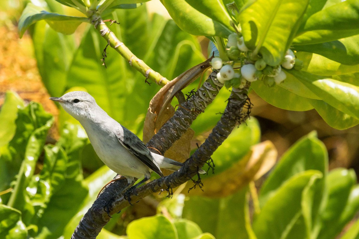 Kiritimati Reed Warbler - Eric VanderWerf