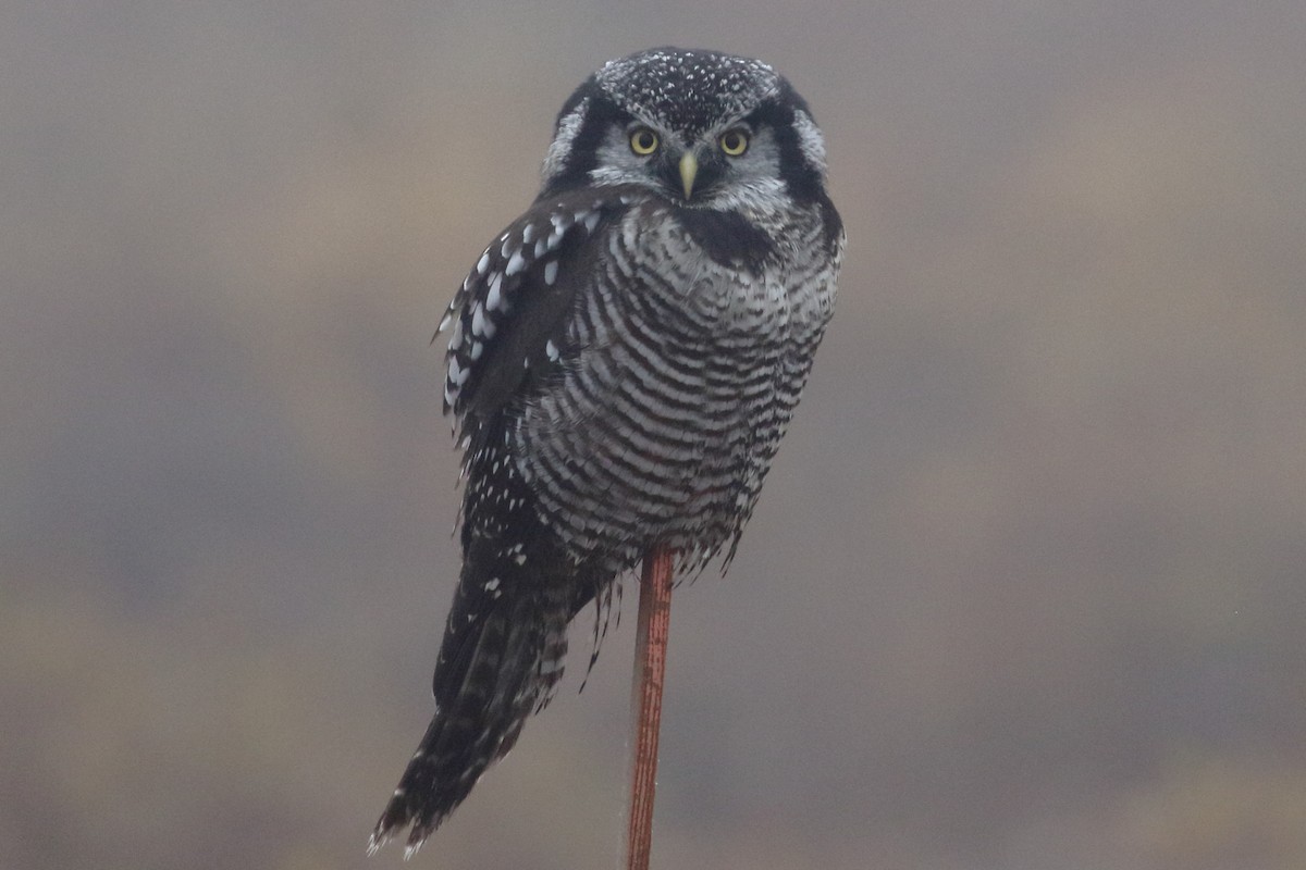 Northern Hawk Owl - ML174695831