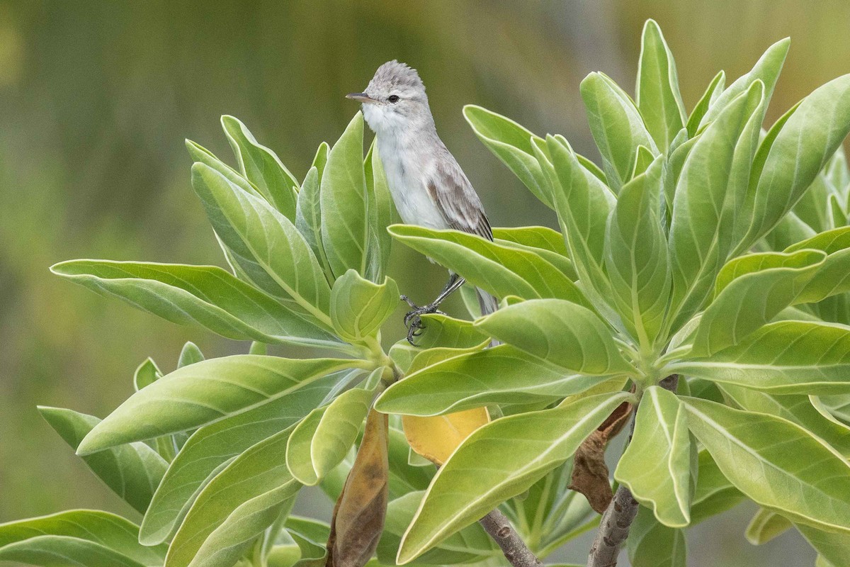 Kiritimati Reed Warbler - Eric VanderWerf