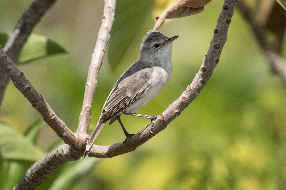 Kiritimati Reed Warbler - Eric VanderWerf