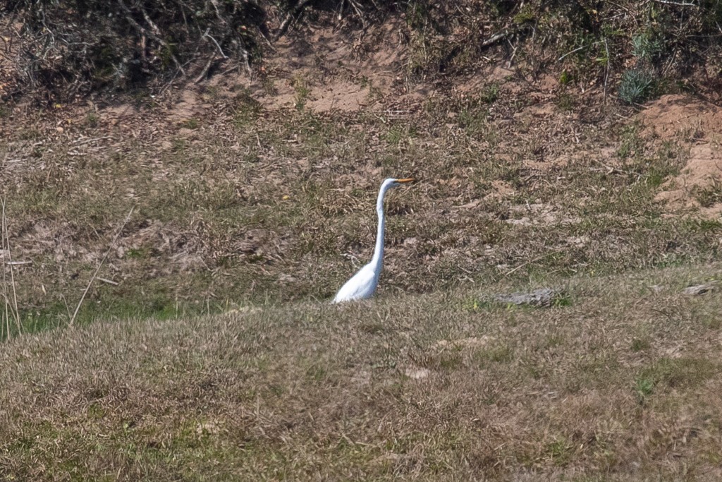 Great Egret - ML174697111