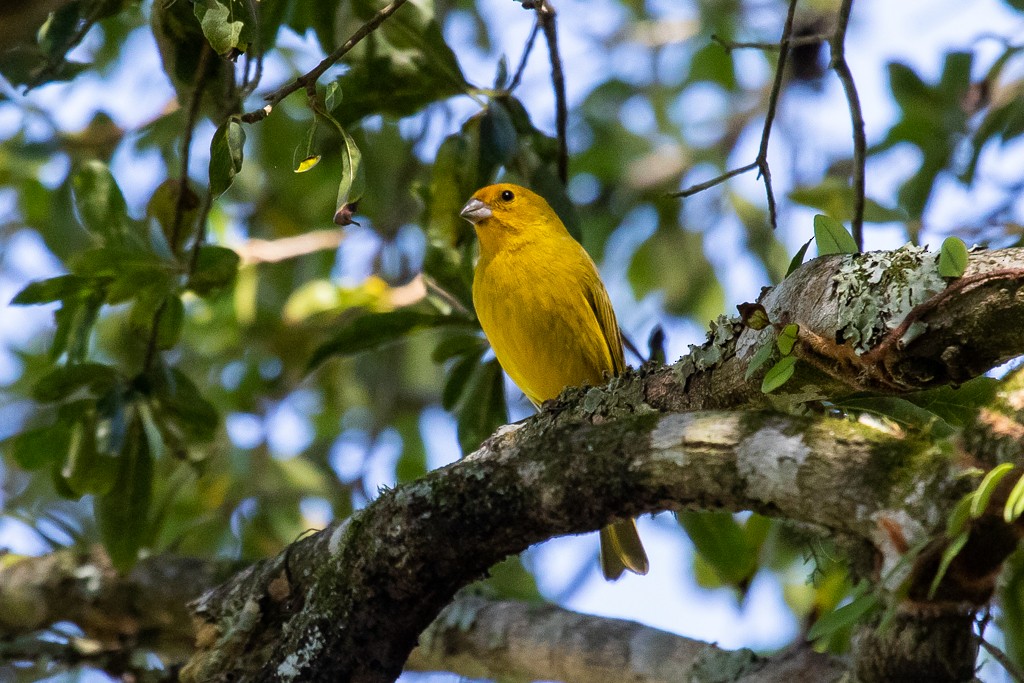 Saffron Finch - ML174697131