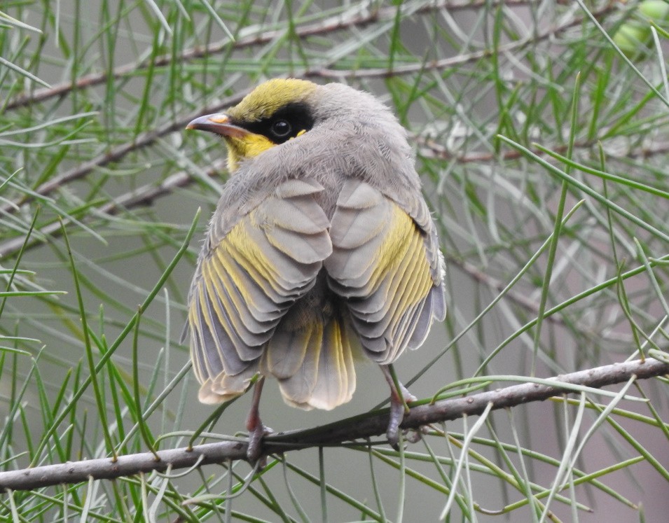 Yellow-tufted Honeyeater - ML174697151