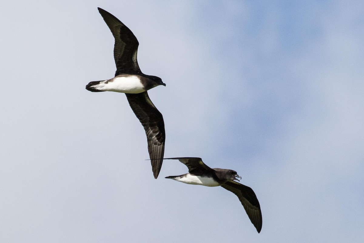 Phoenix Petrel - Eric VanderWerf