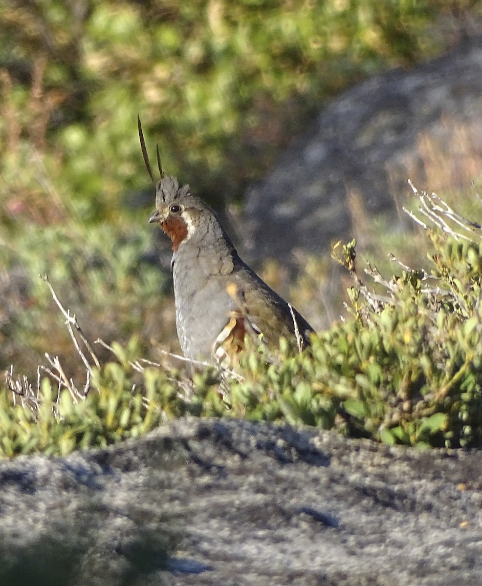 Mountain Quail - ML174699011