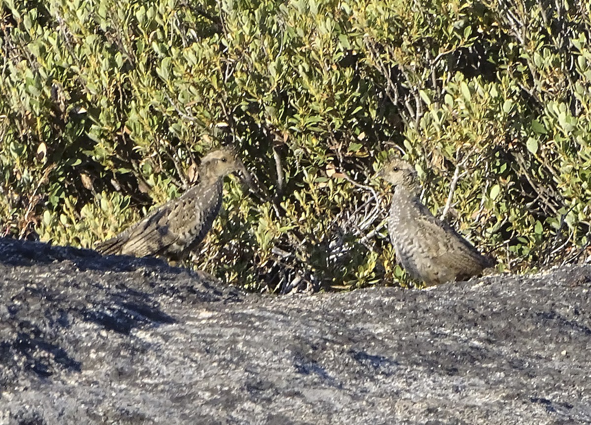 Mountain Quail - ML174699021