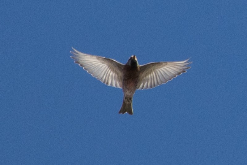 Gray-crowned Rosy-Finch - ML174699771