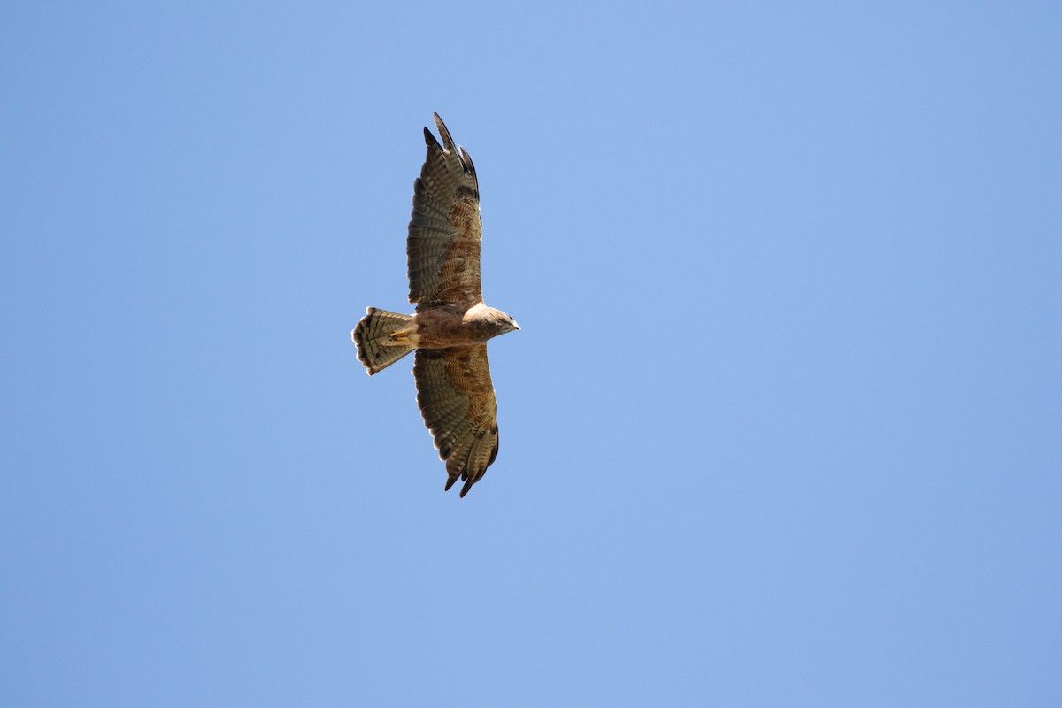 Swainson's Hawk - Ronan Nicholson