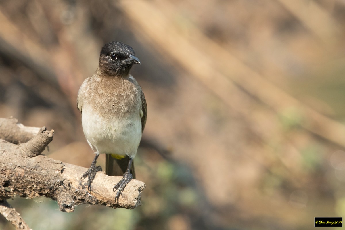 Bulbul des jardins - ML174700851