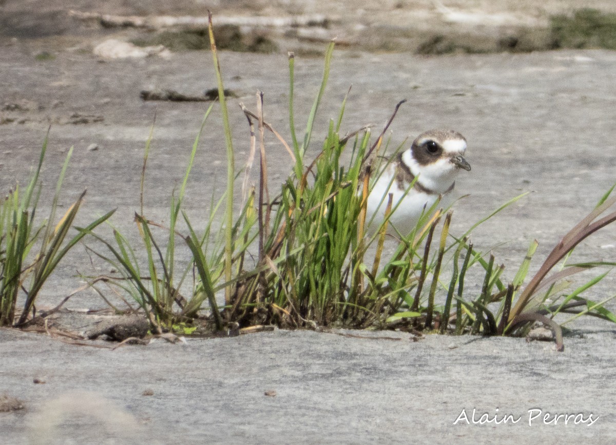 Semipalmated Plover - ML174702121