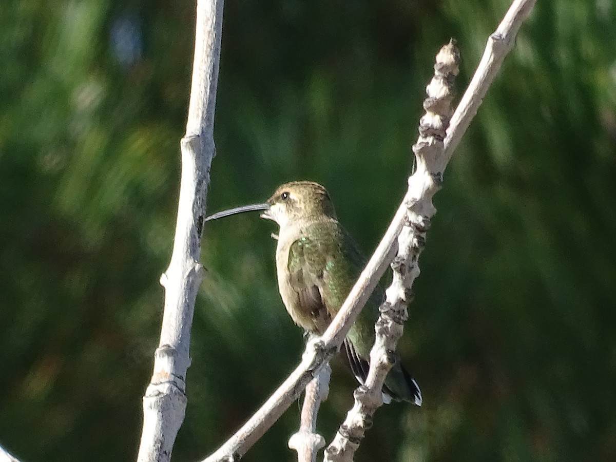 Black-chinned Hummingbird - ML174702951
