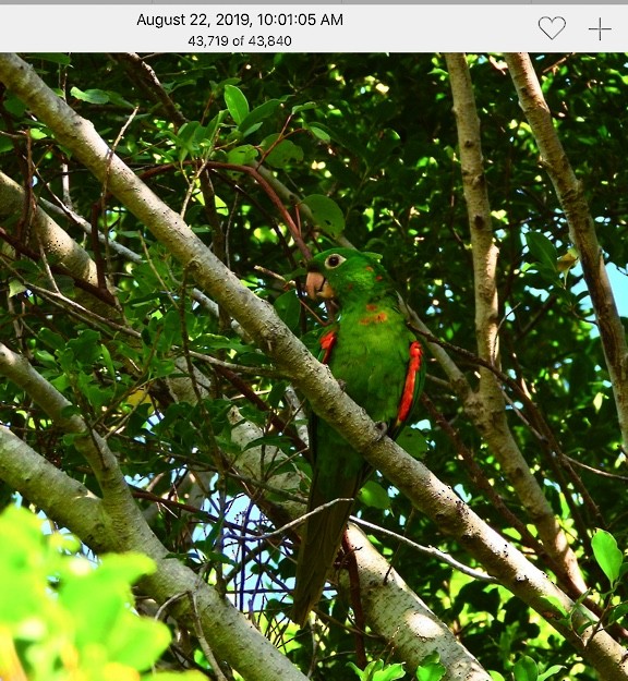 tanımsız küçük papağan (Psittaciformes sp.) - ML174703751