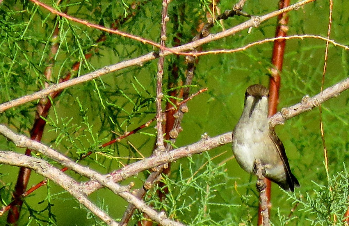 Black-chinned Hummingbird - Ed Dunn