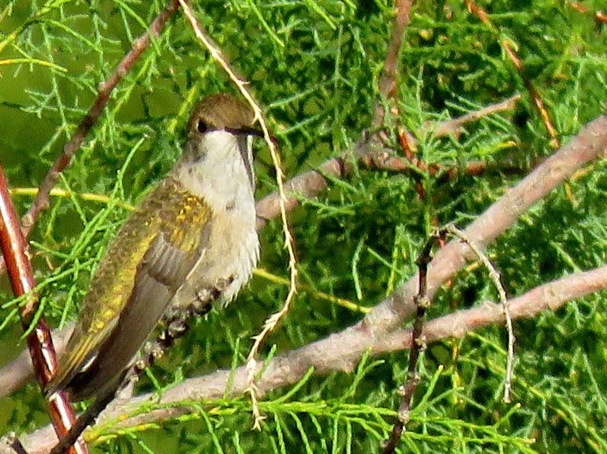 Black-chinned Hummingbird - Ed Dunn