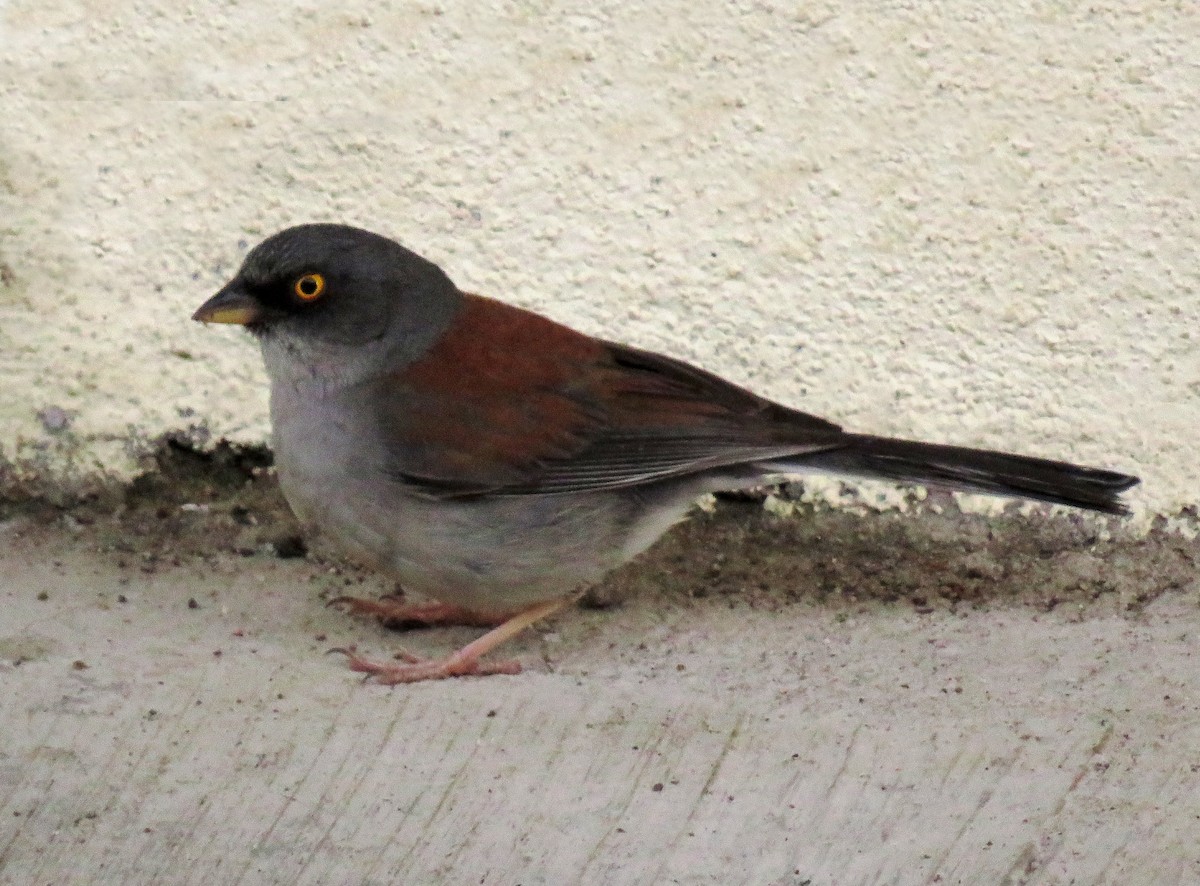 Yellow-eyed Junco (Mexican) - ML174708211