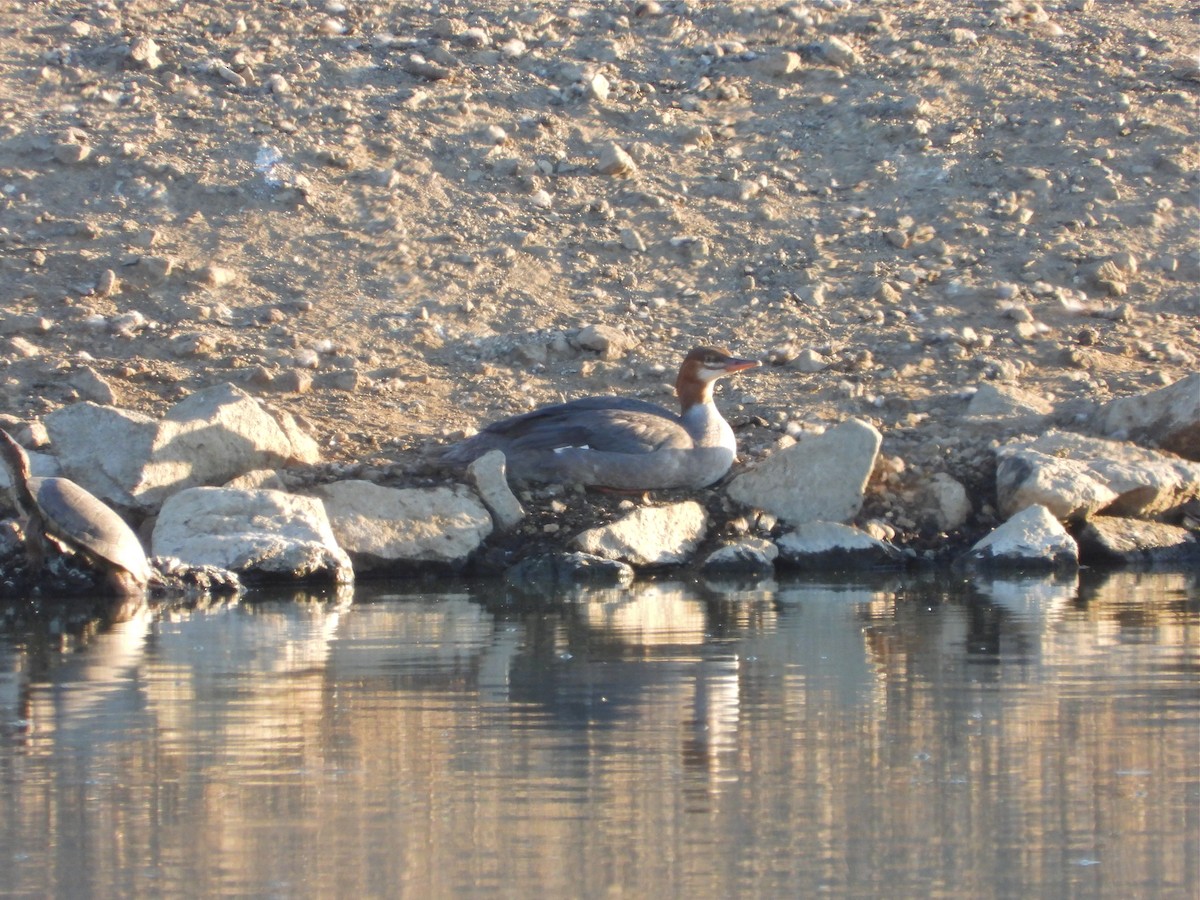 Common Merganser - Pair of Wing-Nuts