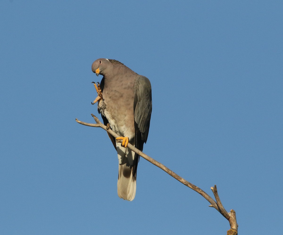 Band-tailed Pigeon - Pair of Wing-Nuts