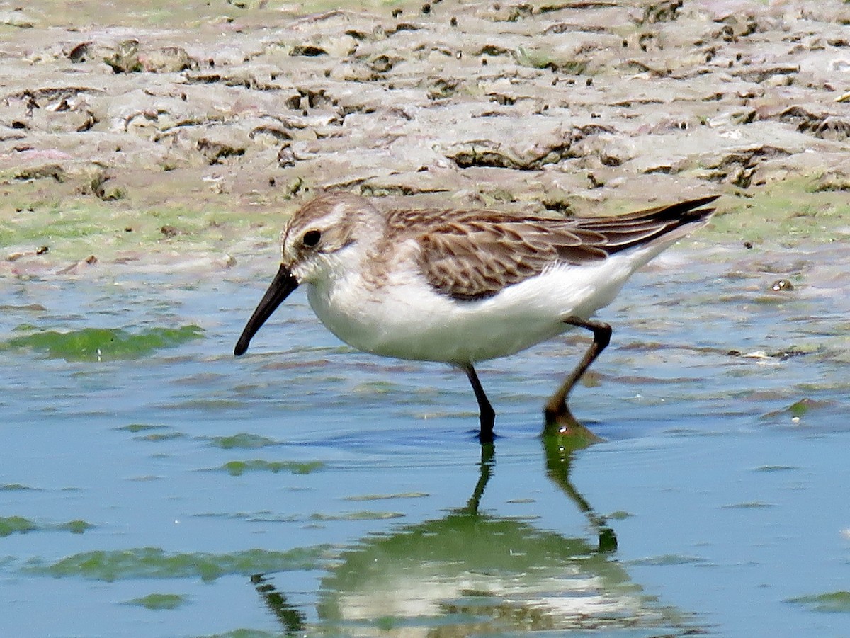 Western Sandpiper - Ed Dunn