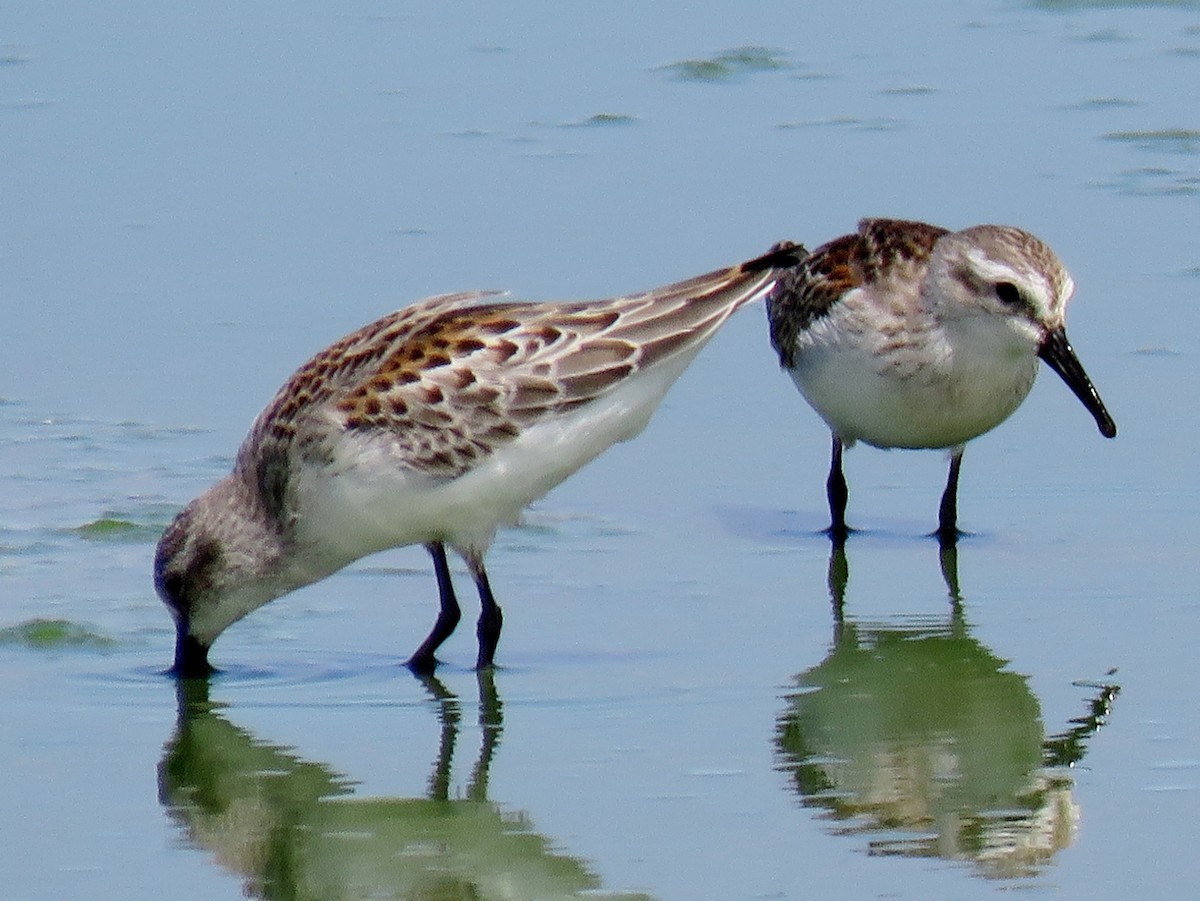 Western Sandpiper - Ed Dunn