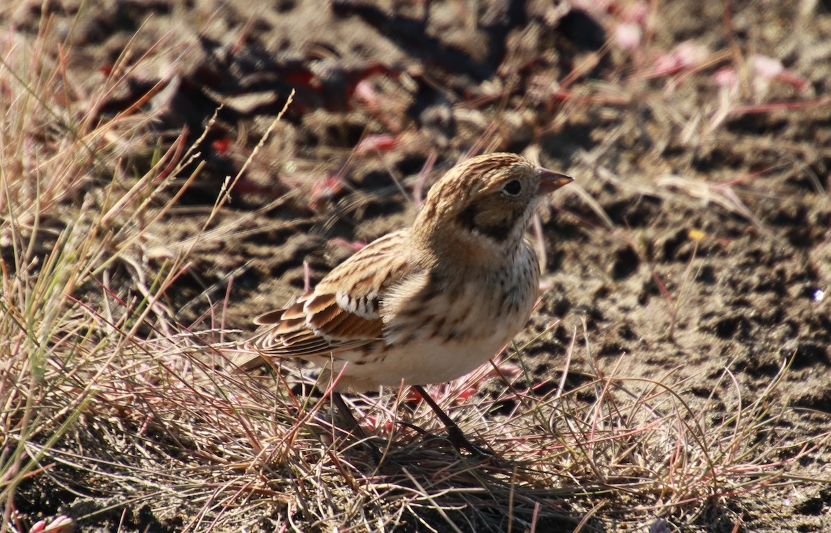 Lapland Longspur - Steven Hemenway