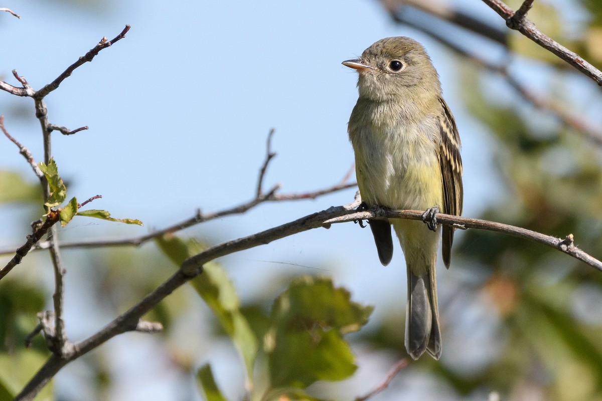 Dusky Flycatcher - Darren Clark