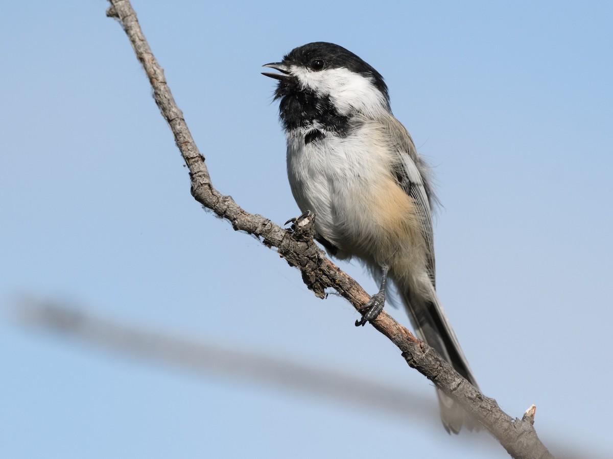 Black-capped Chickadee - ML174715861