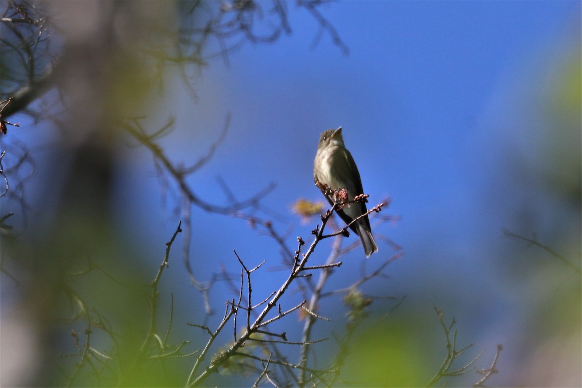 Olive-sided Flycatcher - Chuck Gates