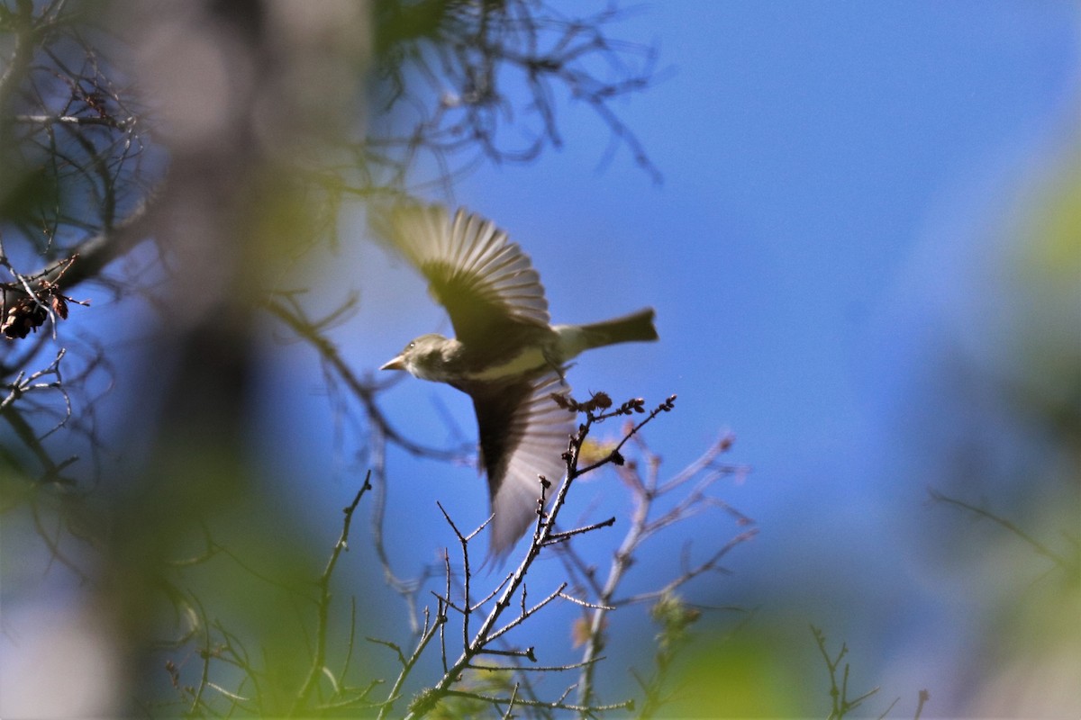 Olive-sided Flycatcher - ML174716141