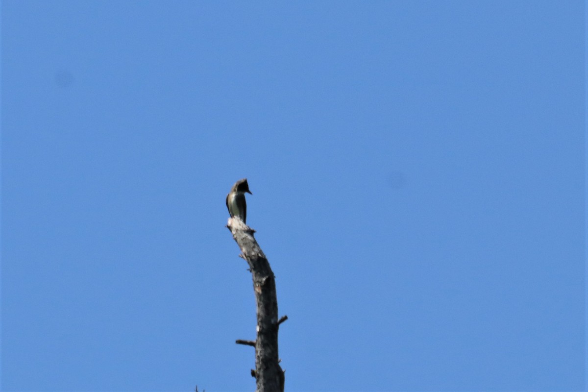 Olive-sided Flycatcher - ML174716781