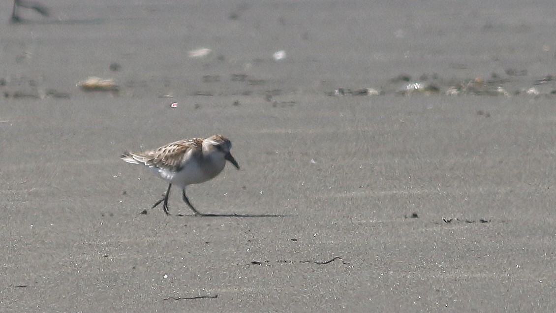 Red-necked Stint - Joshua  Glant