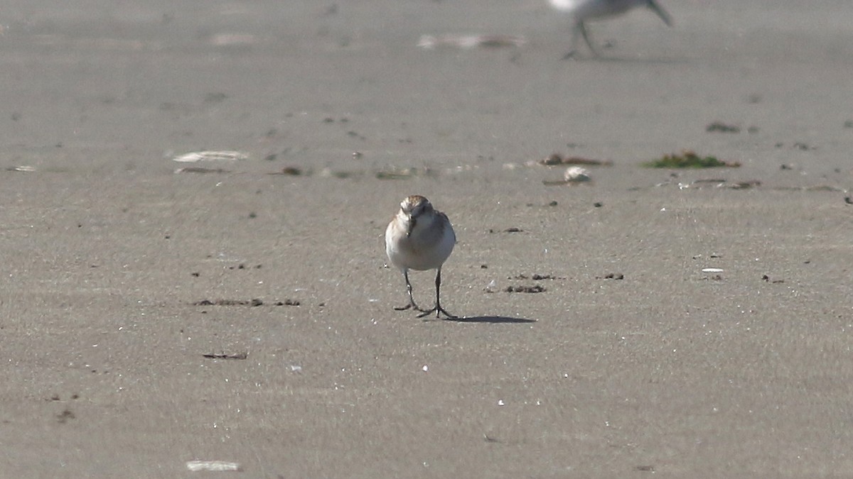 rødstrupesnipe - ML174716921