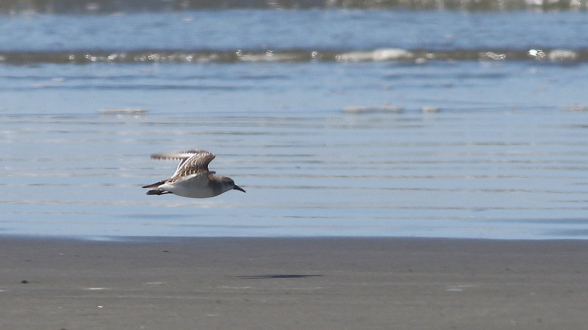 Red-necked Stint - ML174716941