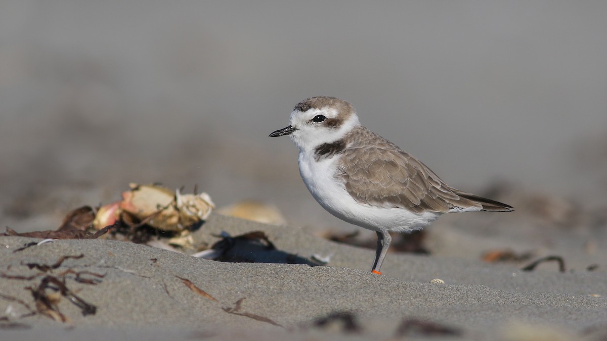 Snowy Plover - ML174717591